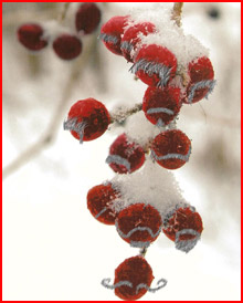 A bunch of red berries draped in snow with various shape moustaches.