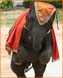  Young elephant in a orange dress, dancing on two hind legs.